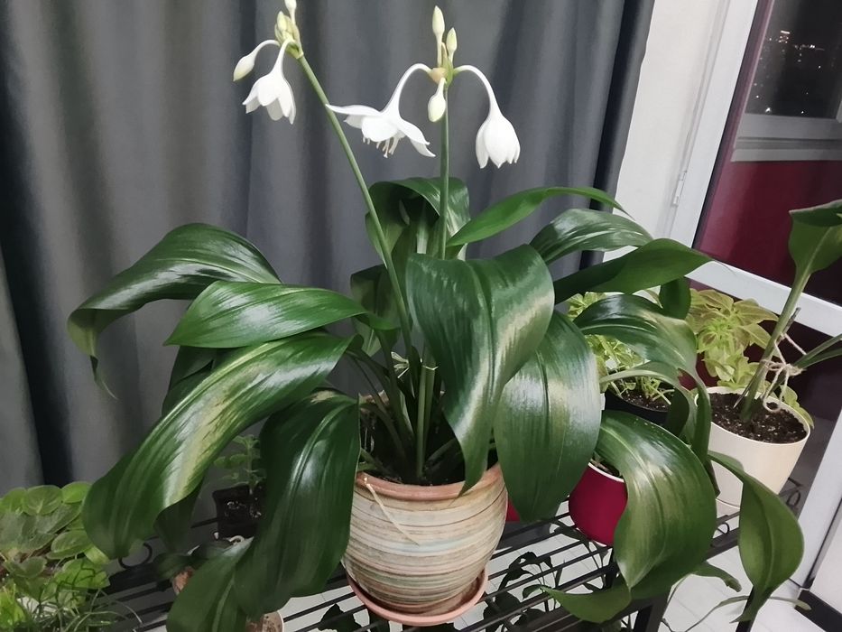 Эухарис ( Амазонская лилия)