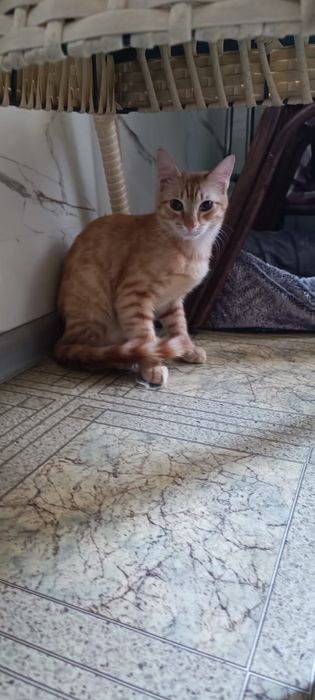 Глазастый, ласковый котик!