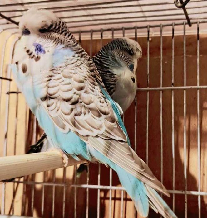 Peruși Standard & Peruși normali de vânzare!