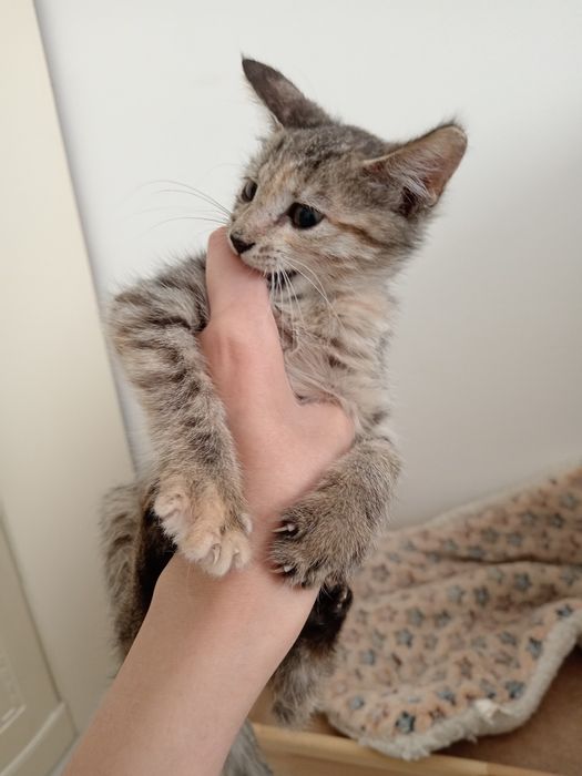 Отдаю котёнка в добрые руки