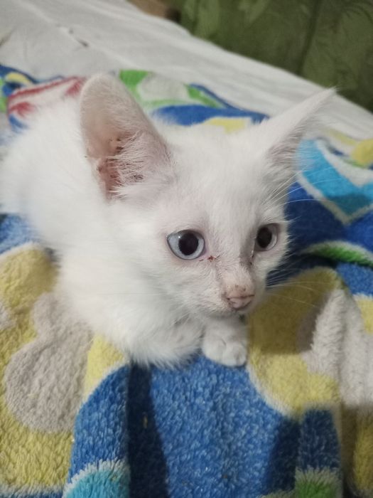 Отдам котенка добрым людям