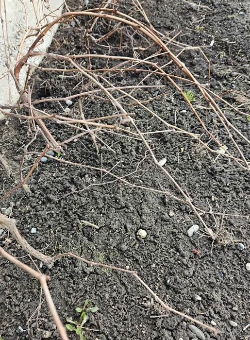 Butași viță de vie(anans alb)
Vârsta: 3 ani
Vă așteptăm în Orașul