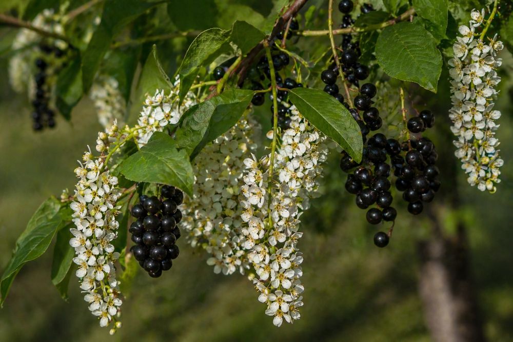 Продаю саженцы белой сирени и черемухи