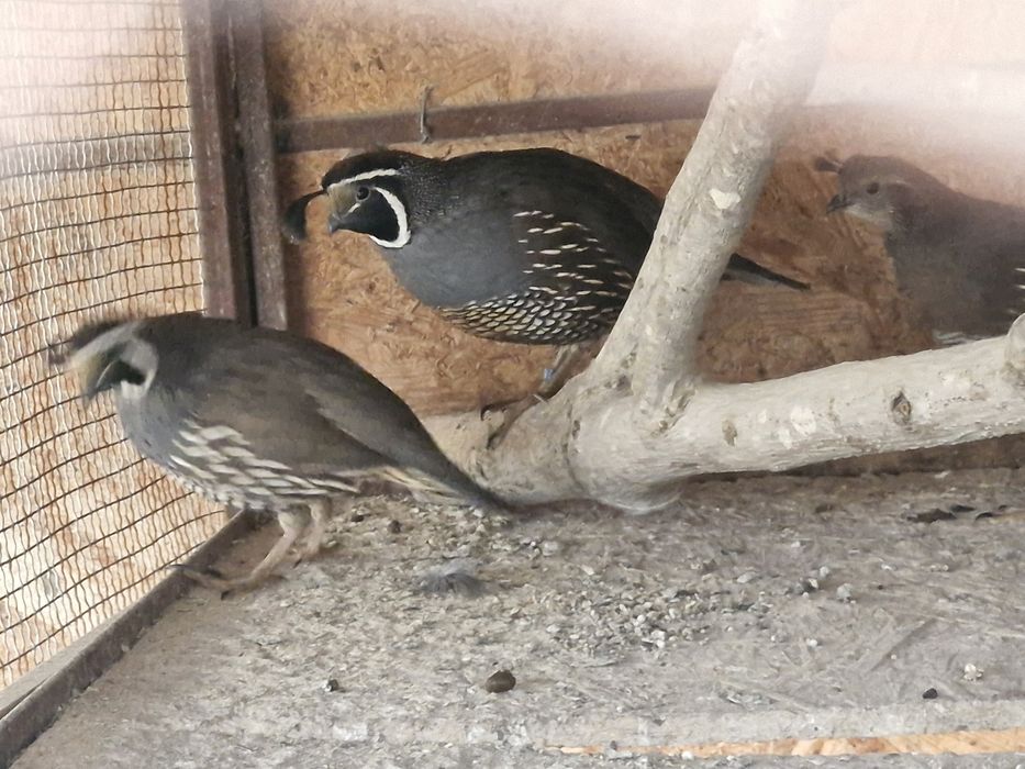 Vand prepelite californiene cu mot