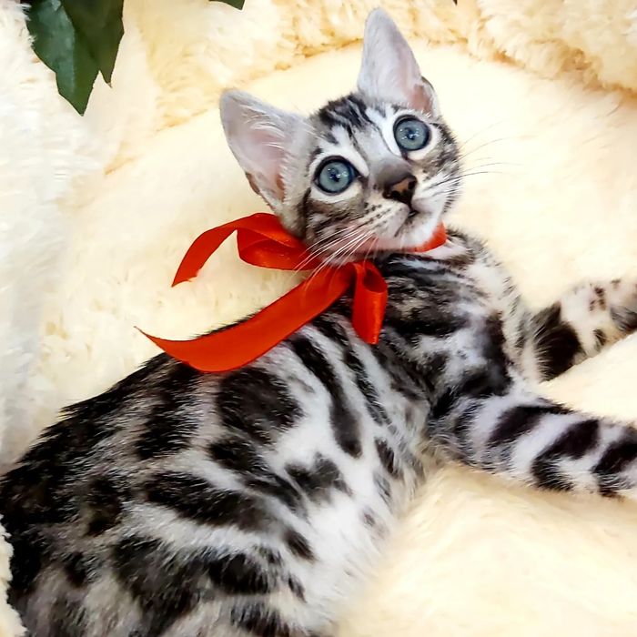 Серебряный Бенгальский Котик