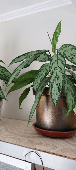 Аглаонема шикарная, сильвер квин