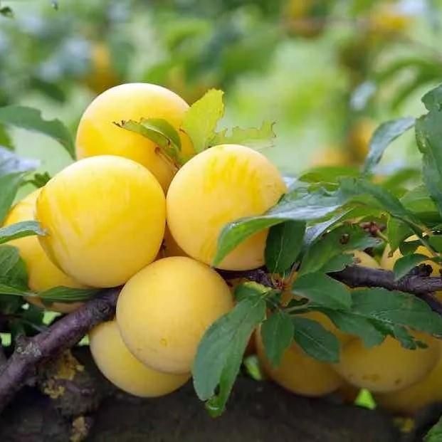 Prun (Soiul Hekman Alb )