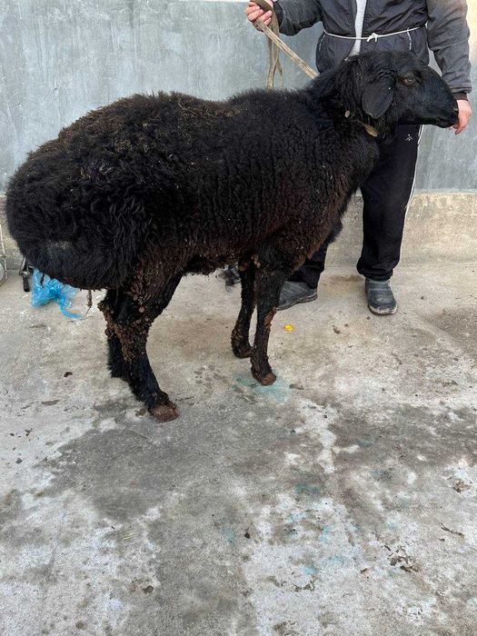 Qo'chqor Қўчқор сотилади