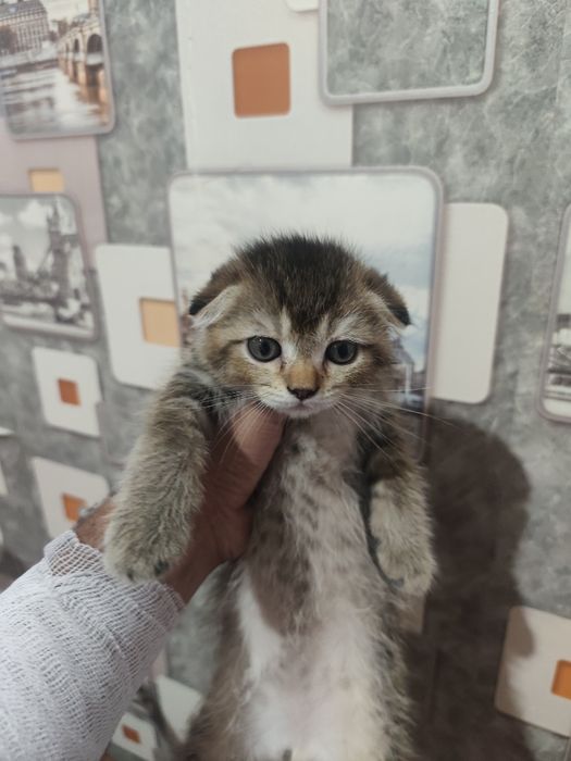 Scottish fold shinshilla