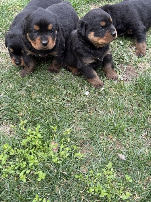 Продаётся щенки Ротифел