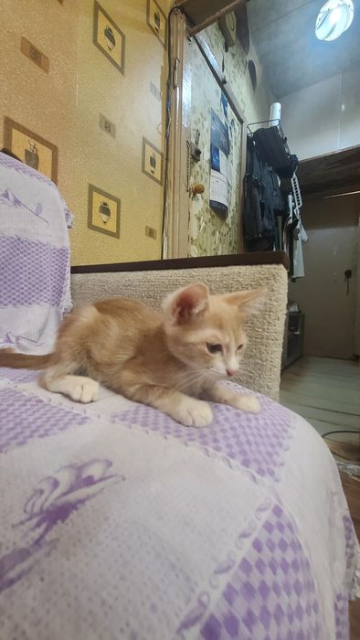 Продам котёнка рыженький