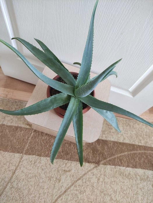 Алоэ 2500.      .