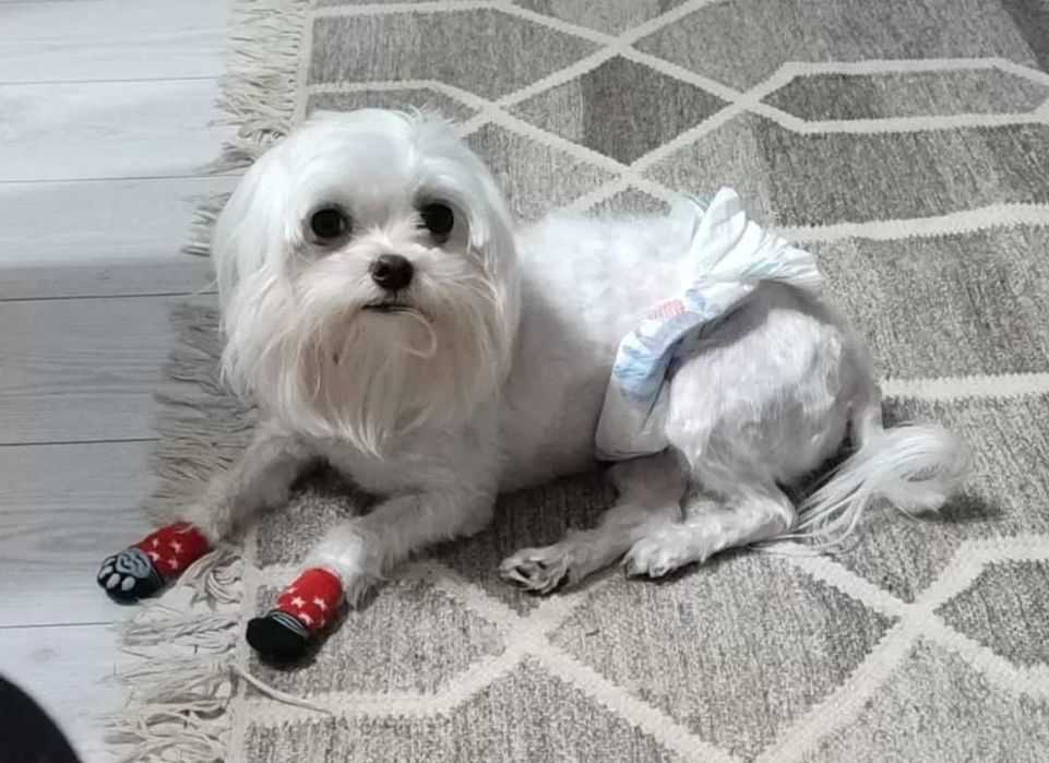 Un sufletel matur,aproape