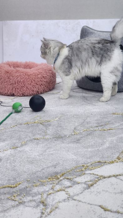 Mushuk sotiladi Scottish straight hey Lund