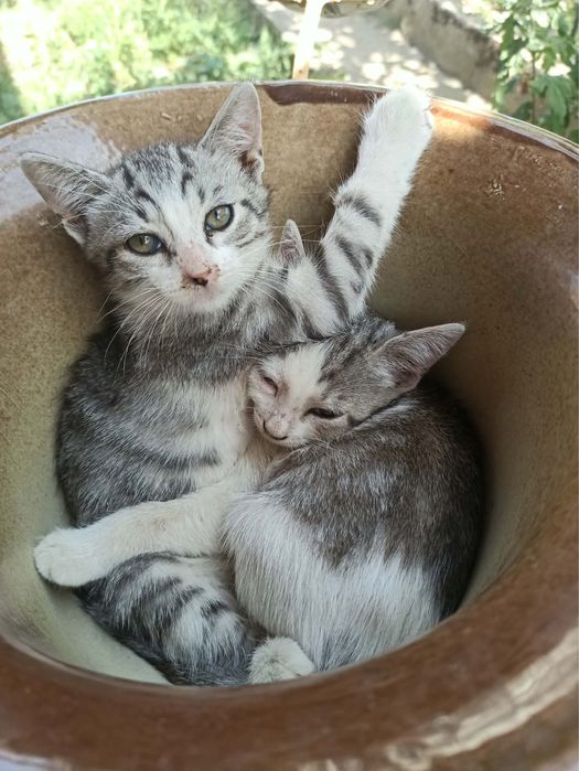 Домашни любимци котета