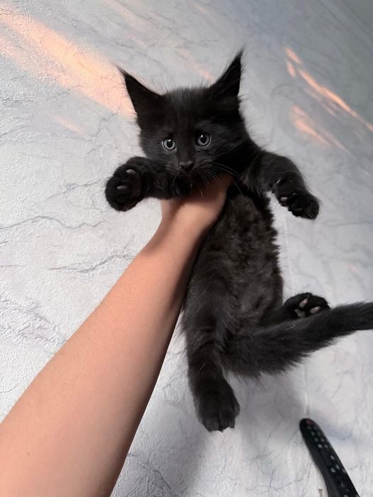 Продаю котят мейнкун  породистые