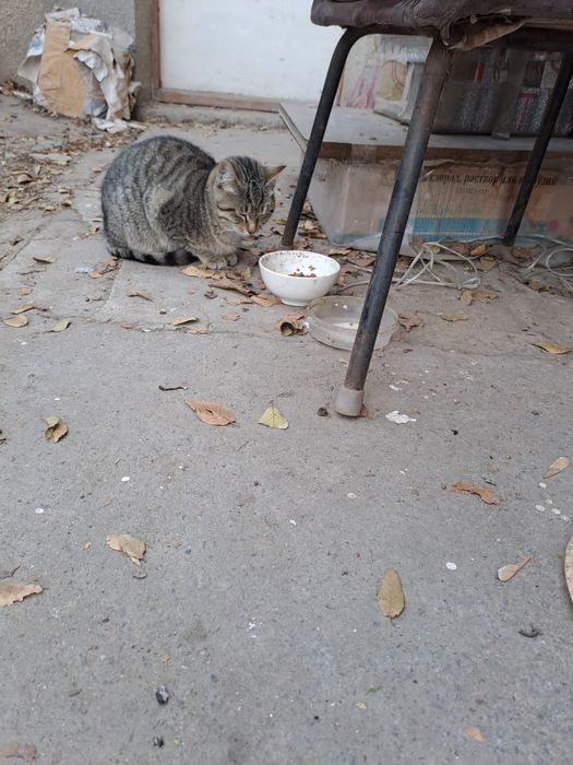 Котята. Отдам в добрые руки