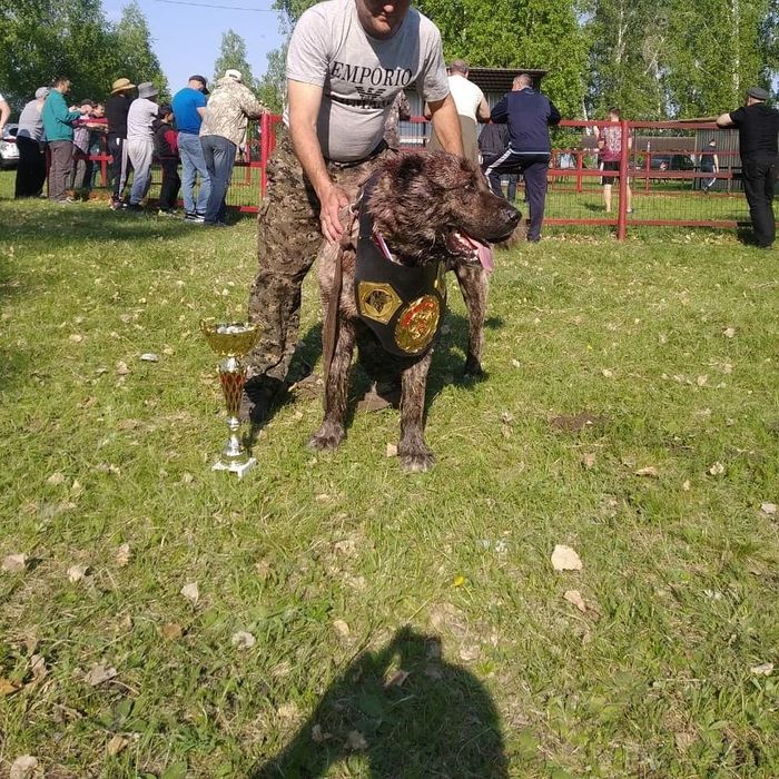 Вязка Алабай в городе