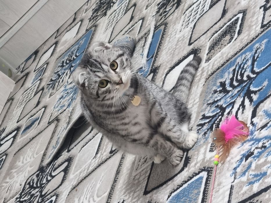 Mushuk (Scottish Fold) sotiladi