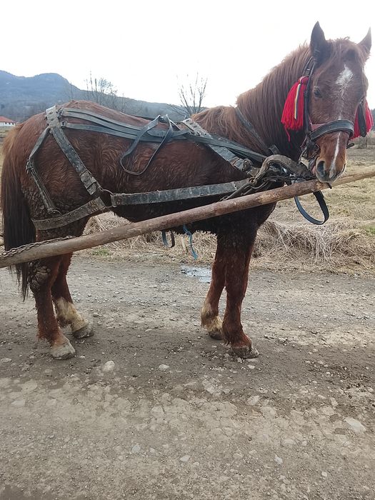 Vând mânz armăsar