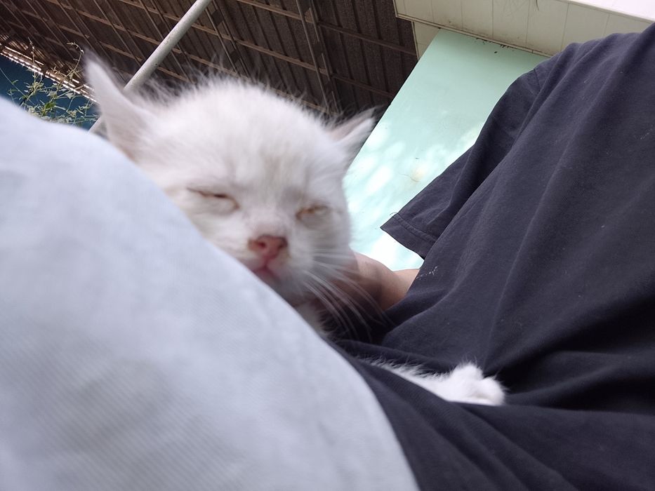 Отдам котят в добрые руки