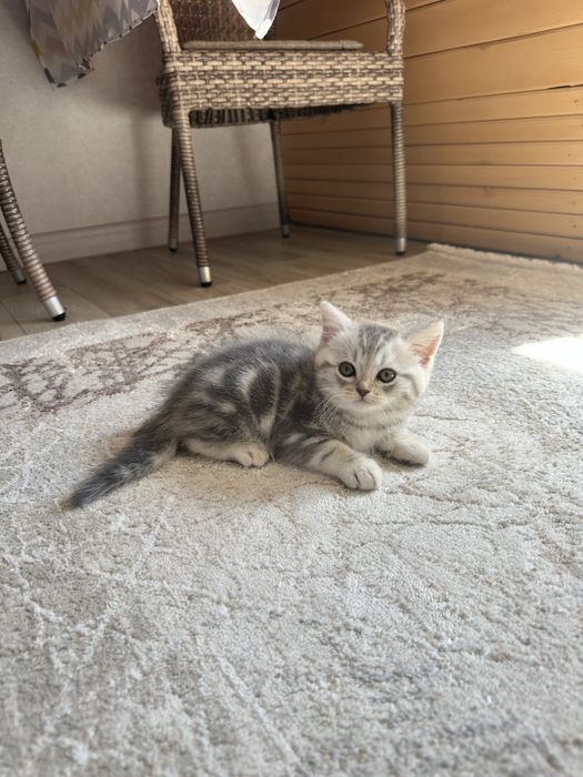 Продам котенка. Шотландец