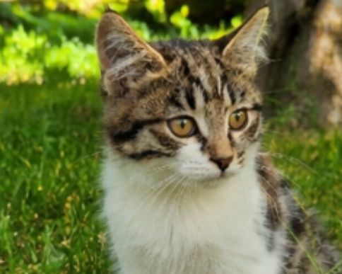 Кошечка ищет дом