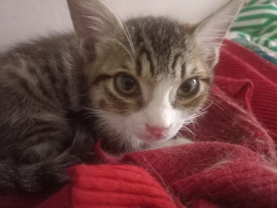 Котенка отдам даром