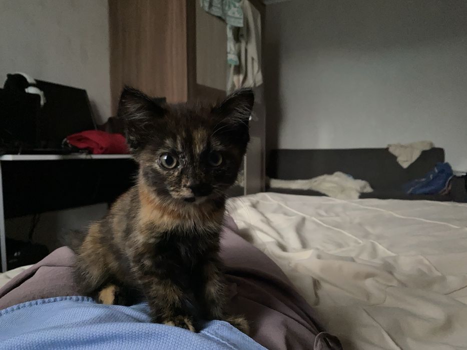 Отдам котенка в добрые руки!