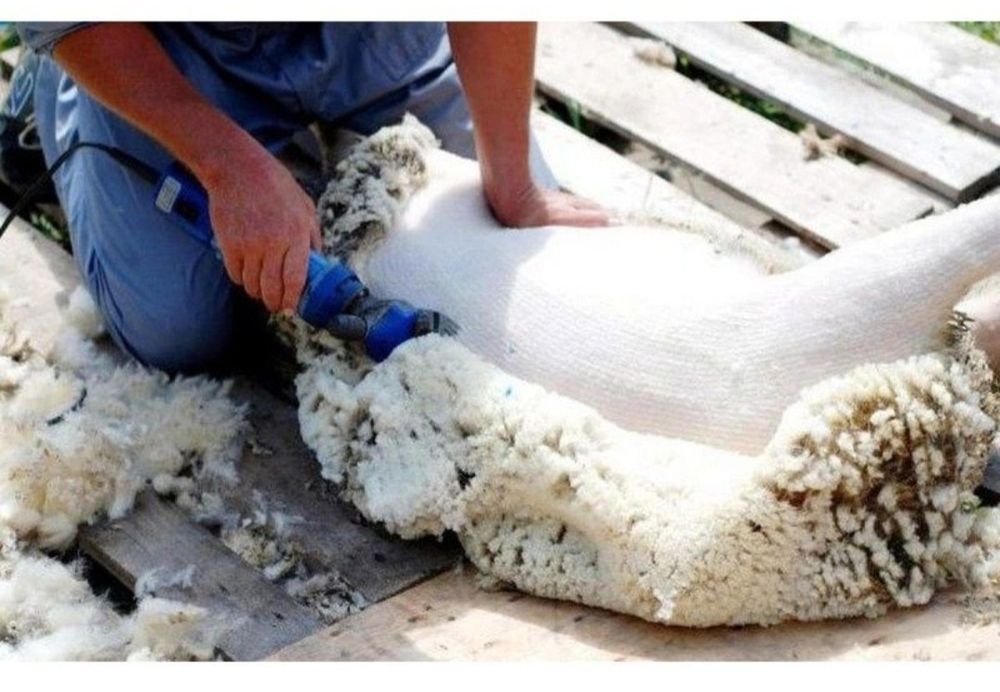 Куй юнги олимиз.