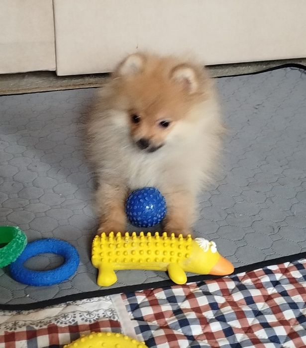 Девочка померанского шпица