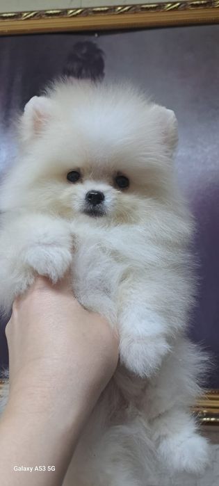 Продам шинковка шпица