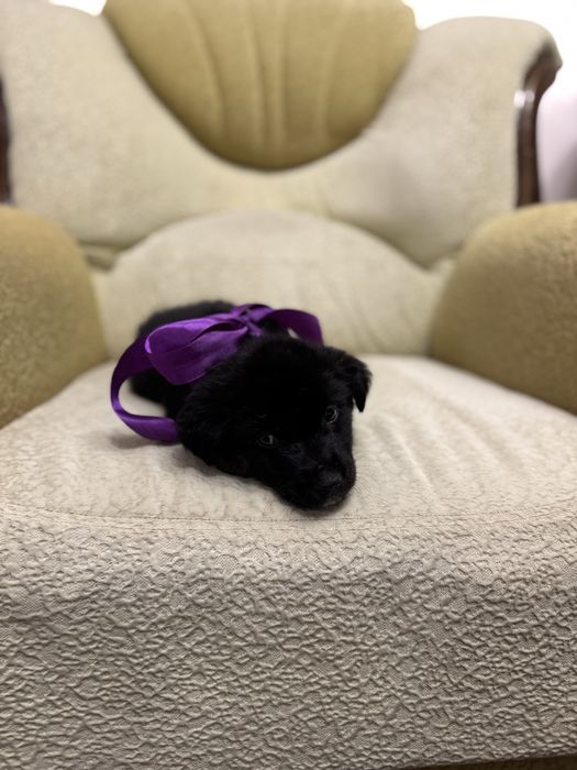 Пристраивается щеночек