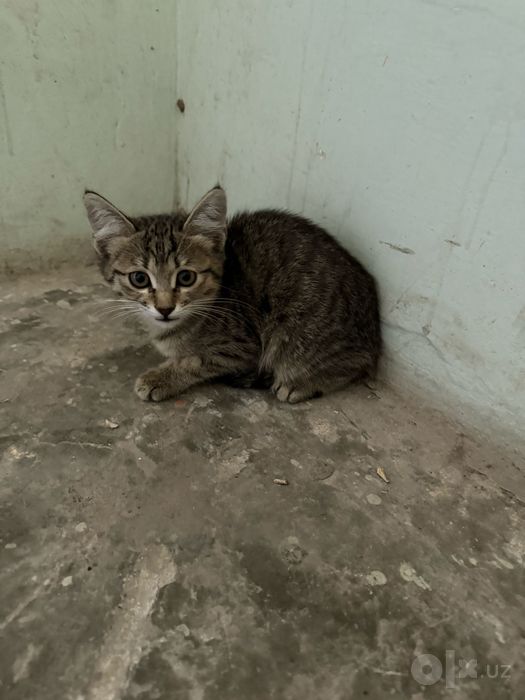 Котенок в добрые руки