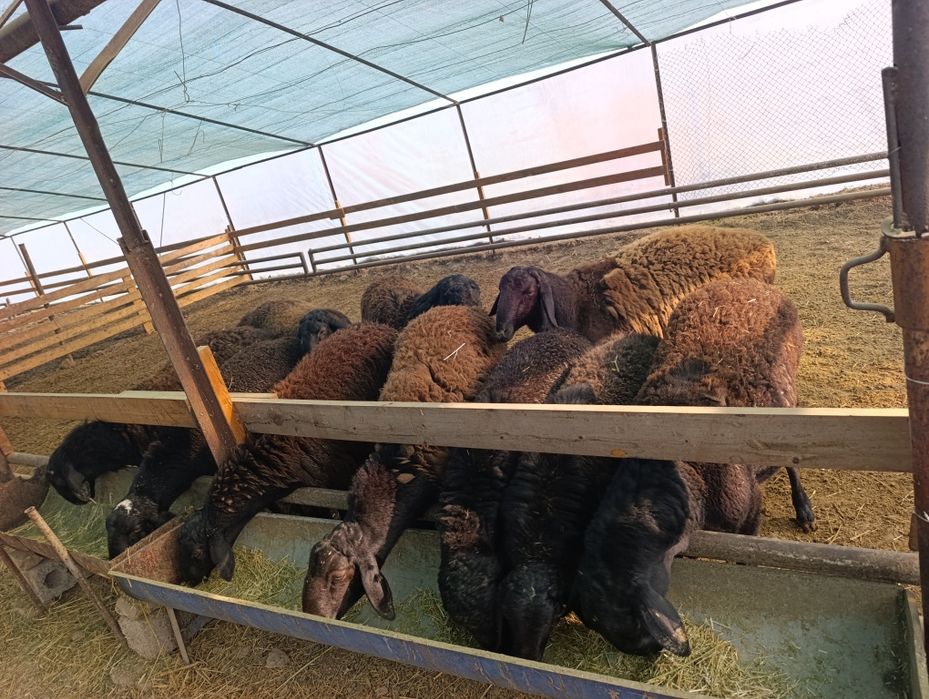 Arashan hissori qozi qoʼchqorla sotiladi