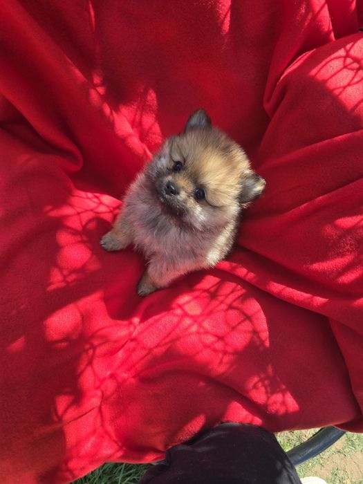 Померан Померанче