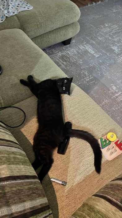 Вислоухий котенок