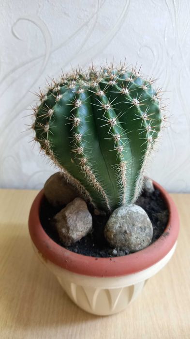 Продам кактус и эхеверия