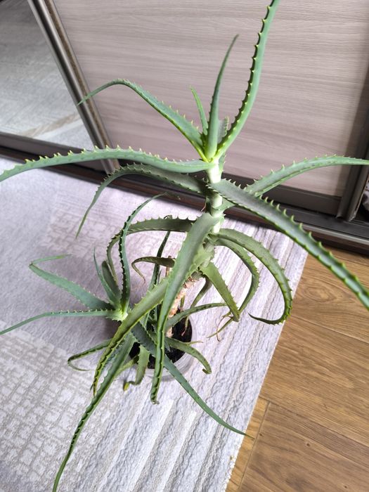 Продам алоэ 3-х летка