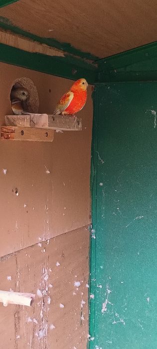 Пойни папагали 2 чифта.