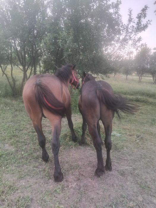 Vând manzi 2 ani si 1 an