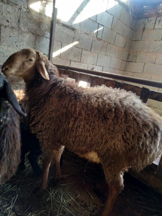 2 годовалы Все вопросы по номеру