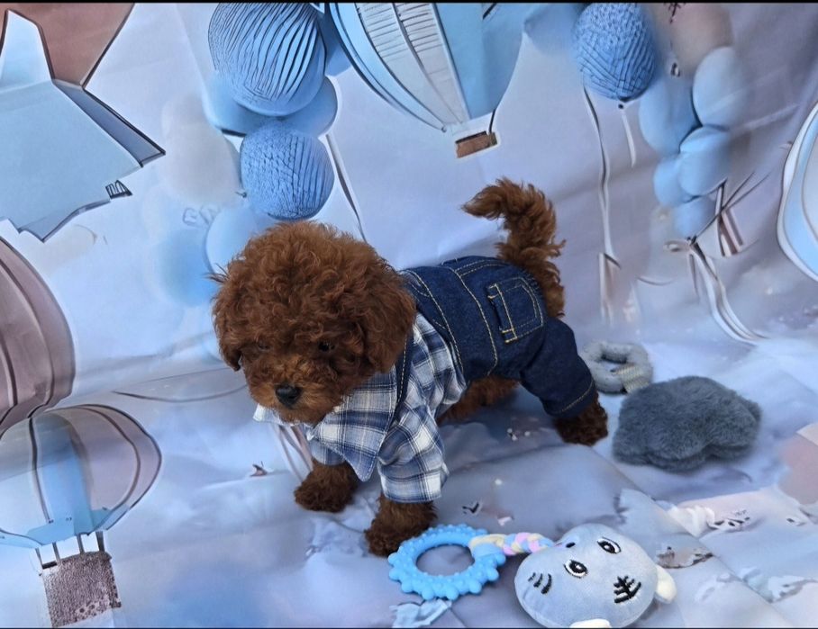 Пудел той Poodle Toy генетични тестове на родителите / Родославие