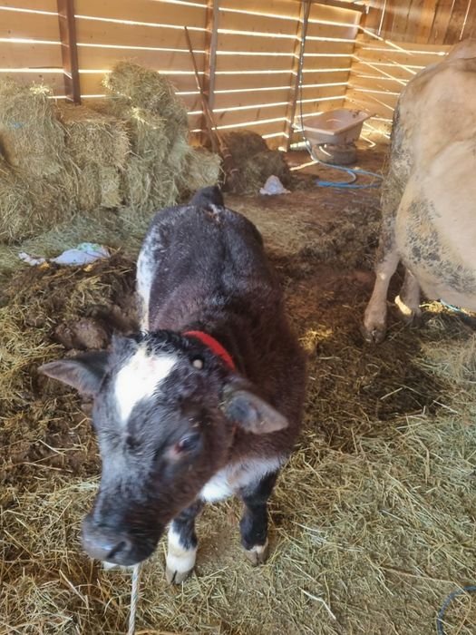 Vand vaca cu vitel albastru belgian