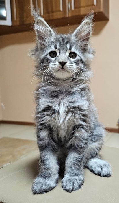 Котята Мейн-кун в Рассрочку!