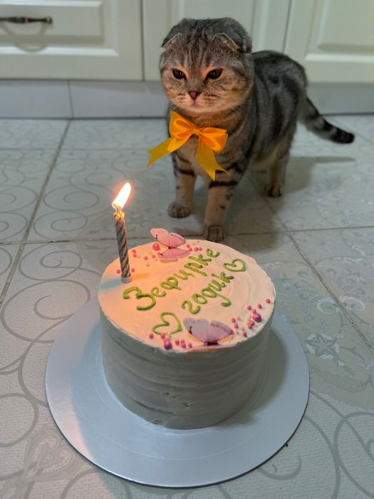 Кошка шотландская вислоухая