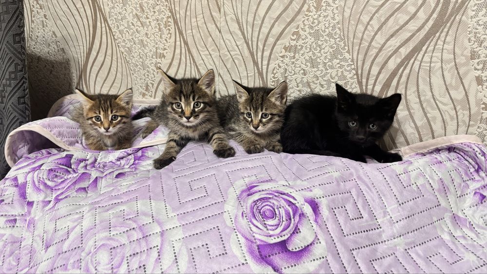 Котята отдам в добрые руки