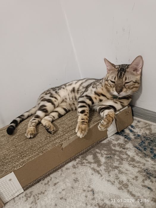 Bengal Вязка Бесплатно