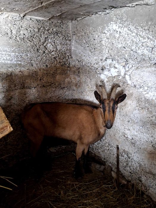 Capra alpina franceza gestanta