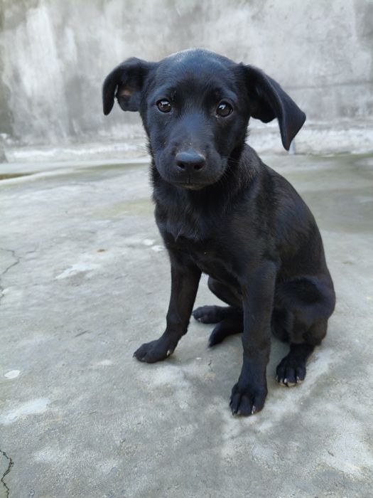 Щенки лабрадорыы